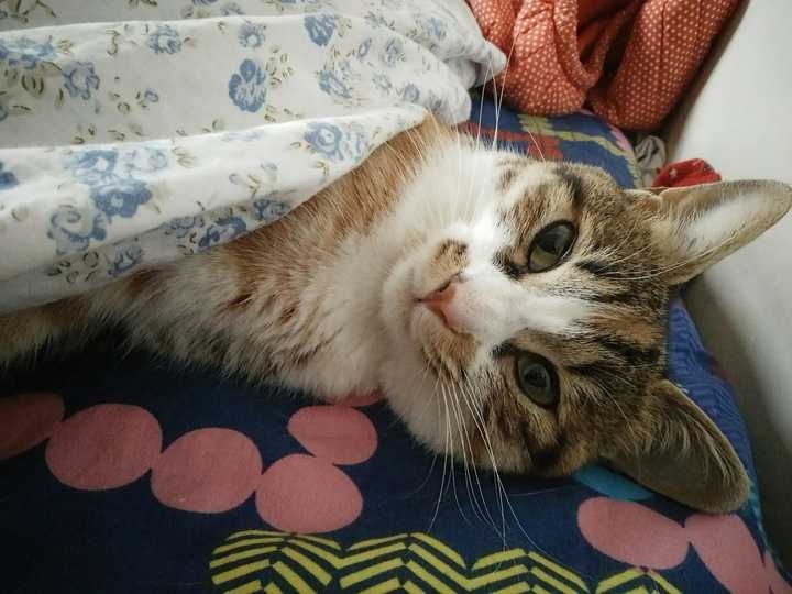 就是图上最左边的黄狸花和灰白 两只都是母的 后来看到当时全身脏兮兮