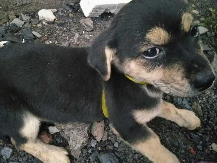 養中華田園犬是怎樣一種體驗?