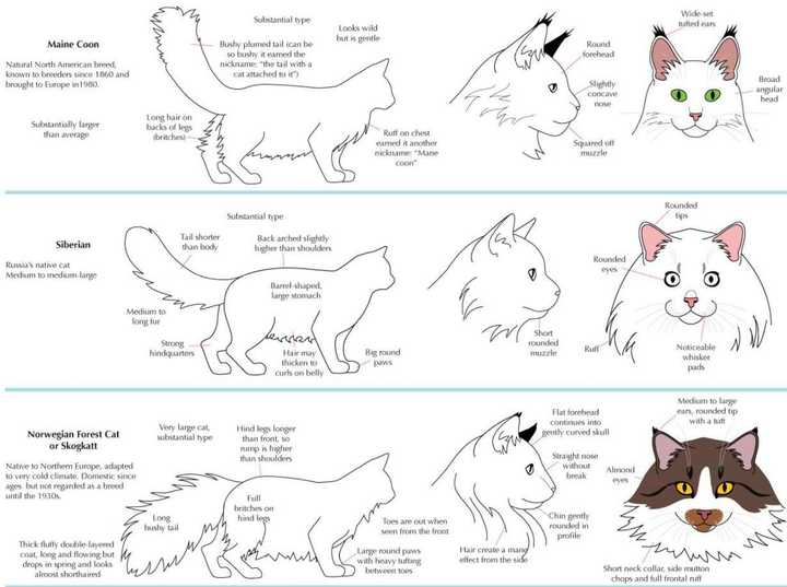 西伯利亚猫,挪威森林猫,缅因猫的区别?