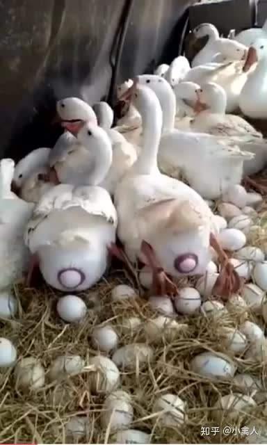 动物卵卵生图片