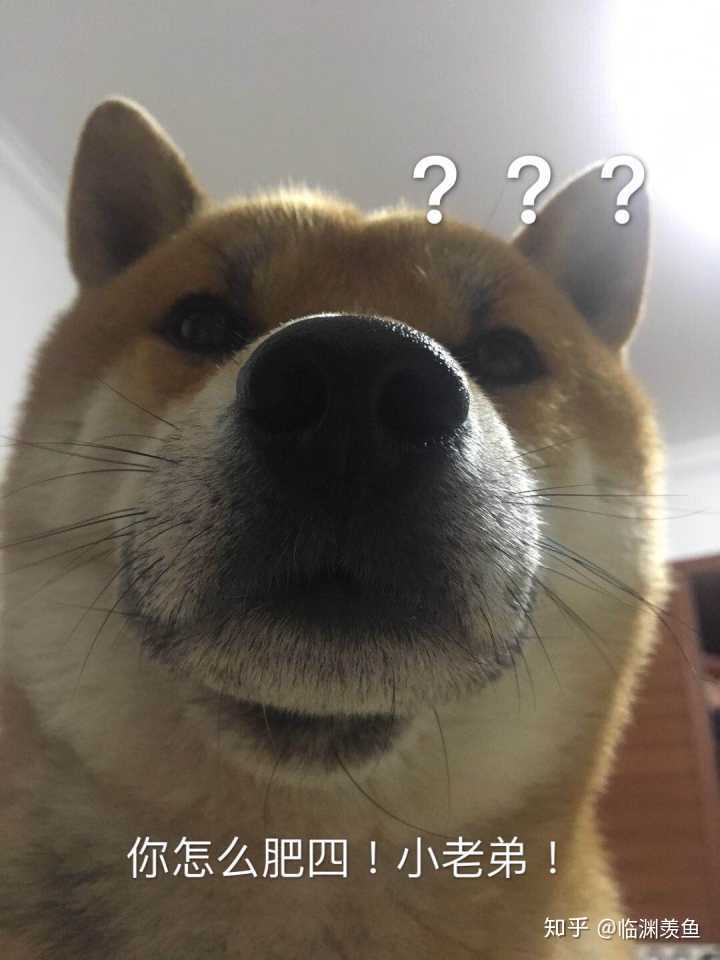 柴犬有哪些优缺点 知乎 柴犬有哪些优缺点 知乎