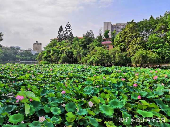 高出一本線70多分被廣西大學錄取,復讀還是去上大學?