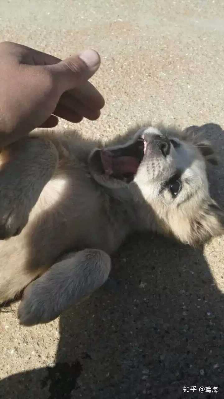 中华田园犬有哪些地方是其他犬类不能比的 知乎