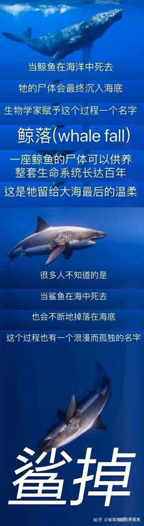 鲨鱼死后可以像鲸落一样形成「鲨落」吗?