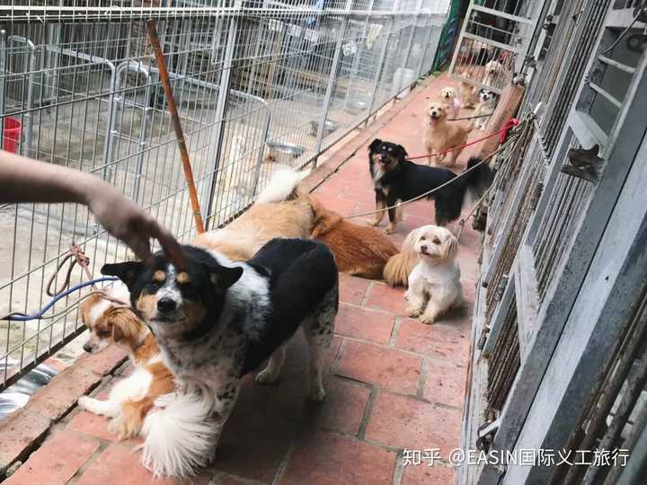 如何救助流浪狗 知乎