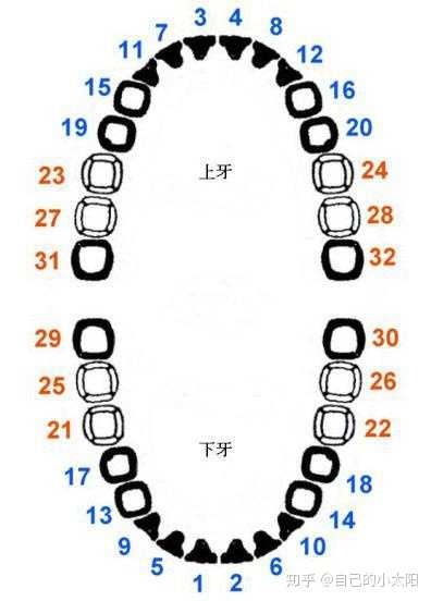 成人28颗牙齿名称图片图片