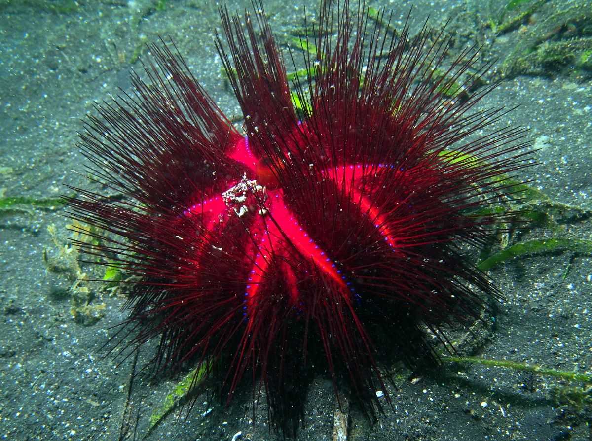 环形剧场现任负责人 的想法: 图1是海胆的长腕幼虫,它们这时候还是