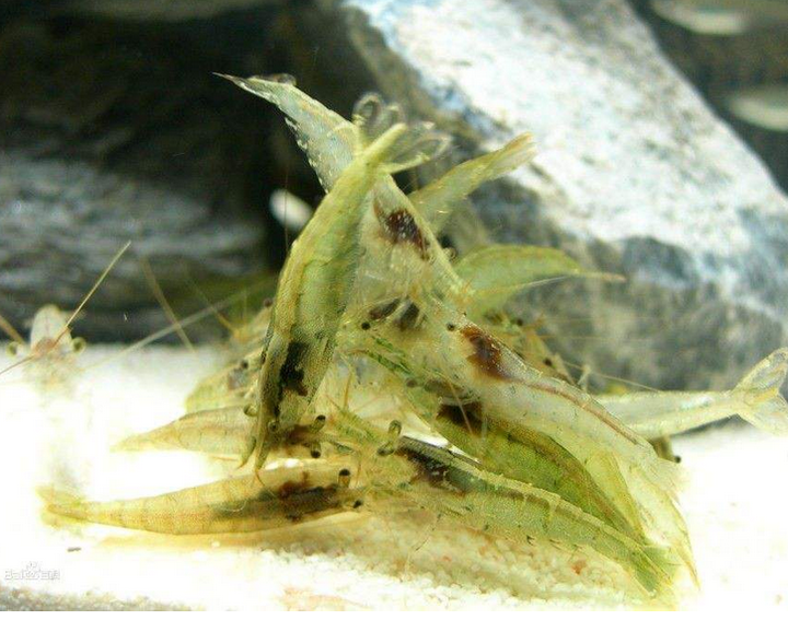 小魚缸用什麼生物清藻好呢?