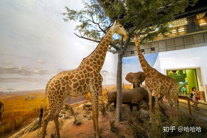 博物馆里的长颈鹿标本,没有超广拍不到
