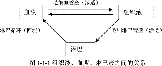 血浆淋巴组织液模型图图片