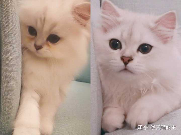 猫一直流眼泪怎么办 知乎