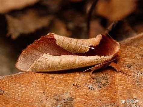 有哪些拟态很厉害的生物?