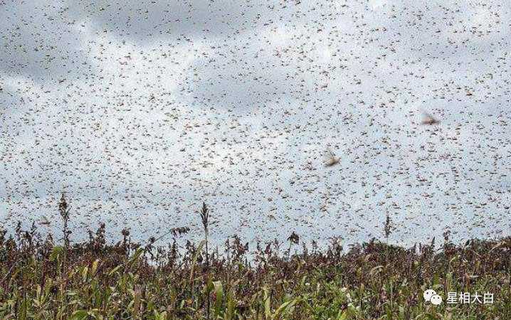 67登录加入知乎非洲自然灾害生物非亚蝗灾蝗虫(昆虫)如何看待2020