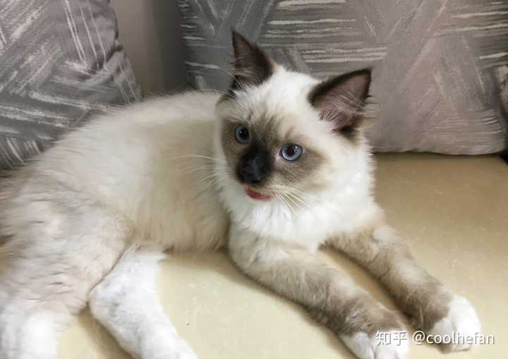 重点色布偶 (挖煤工,黑脸)到底有多可爱?