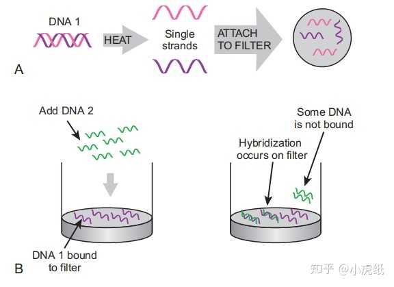 DNA探针是什么？ - 知乎