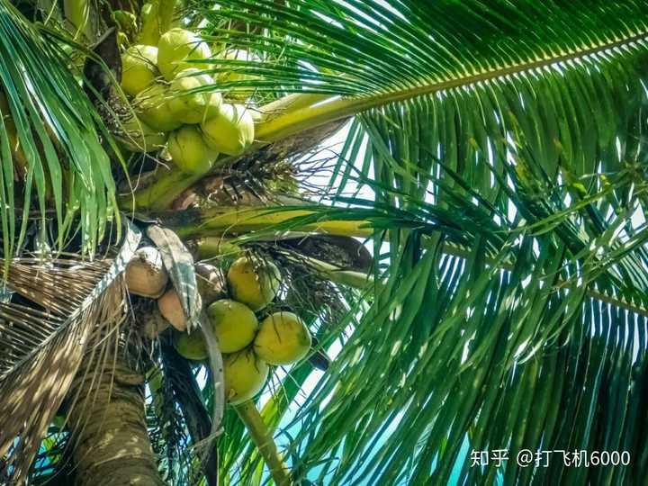 有哪些值得推荐的椰子粉？ - 知乎