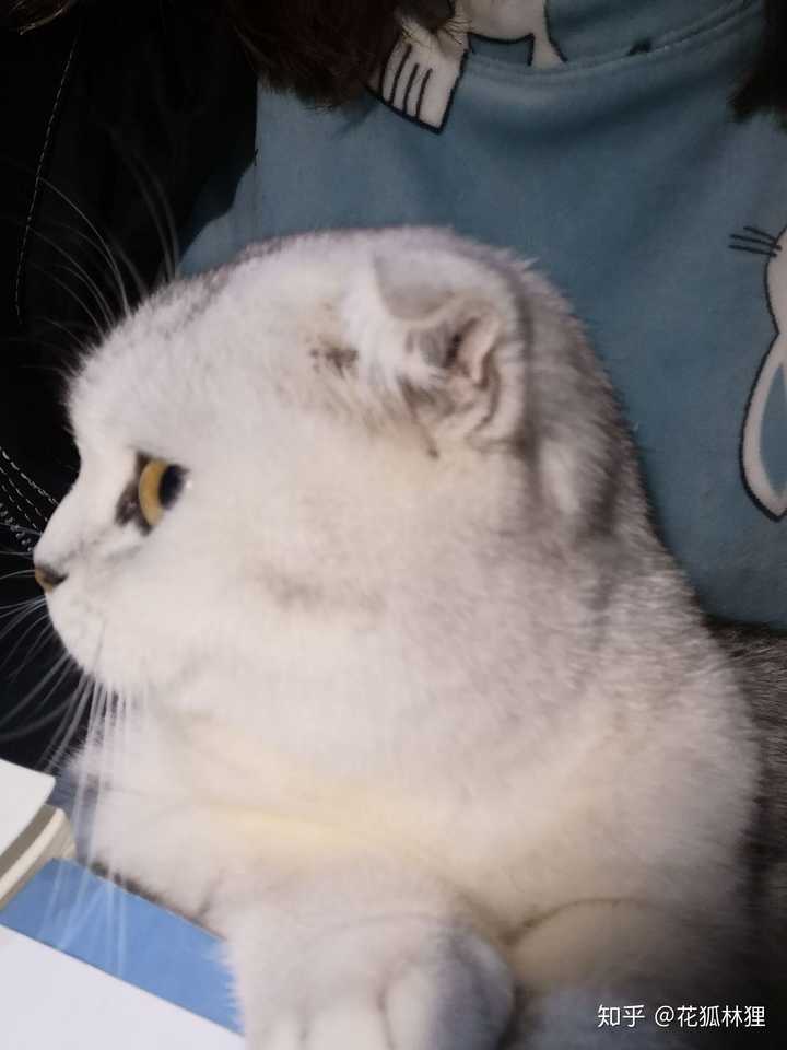 如何看待女朋友抱着猫在床上自拍 发朋友圈屏蔽了我 一看见女朋友和猫亲近就会难受 该怎么办 知乎 如何看待女朋友抱着猫在床上自拍 发朋友圈屏蔽了我 一看见女朋友和猫亲近就会难受 该怎么办 知乎