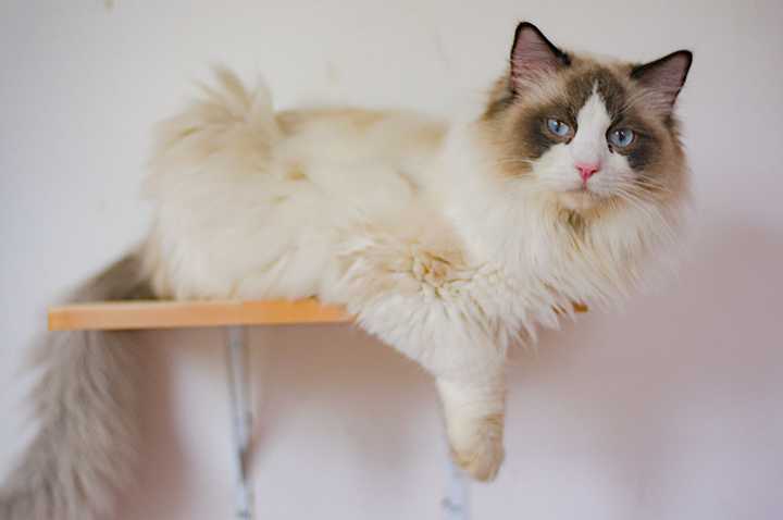 请问波斯系和传统系的布偶猫的差别?