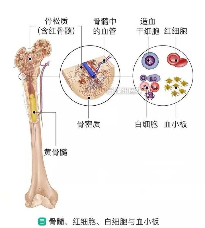 哪些行为会导致白血病?