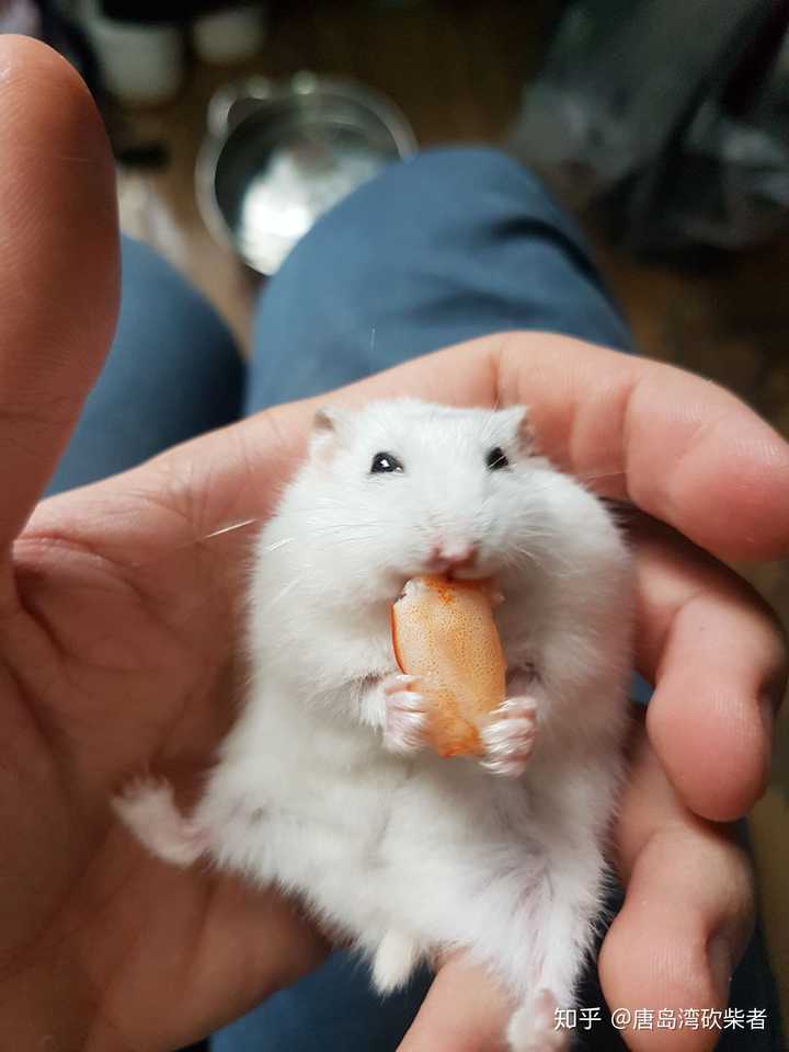 吃虾仁,好开心 1