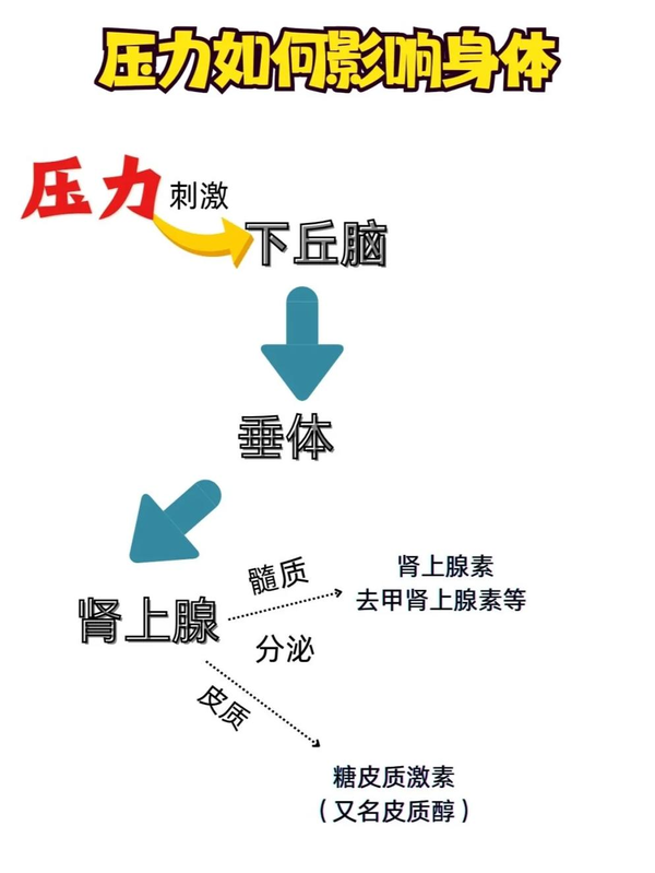 张文宏劝高压岗早退休，称免疫或撑不住，压力会如何影响免疫系统？为什么张文宏会推荐接种带状疱疹疫苗？