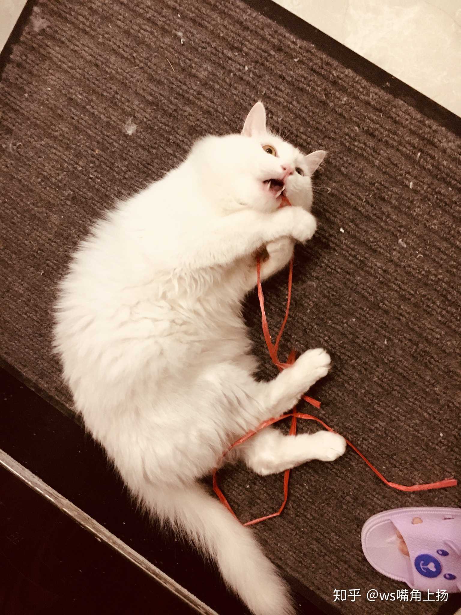 大傻猫,萌在门口,不让我出门