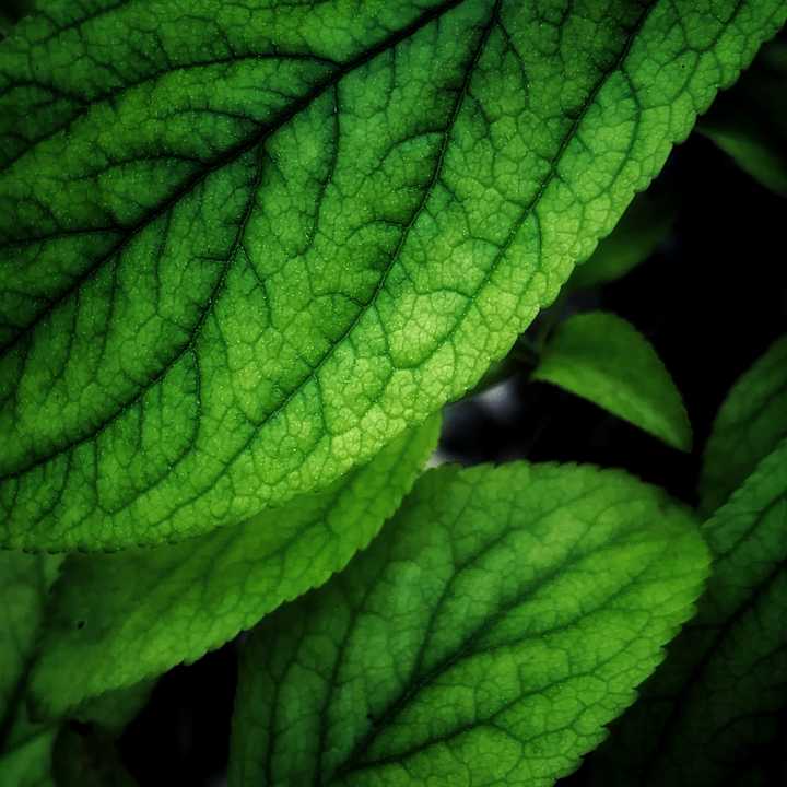 有什么好看的花朵照片吗?