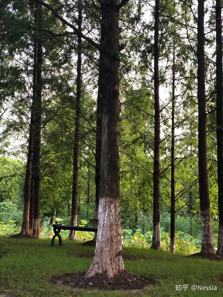 学校有很多很多高高的树,我常常觉得自己生活在欧洲.