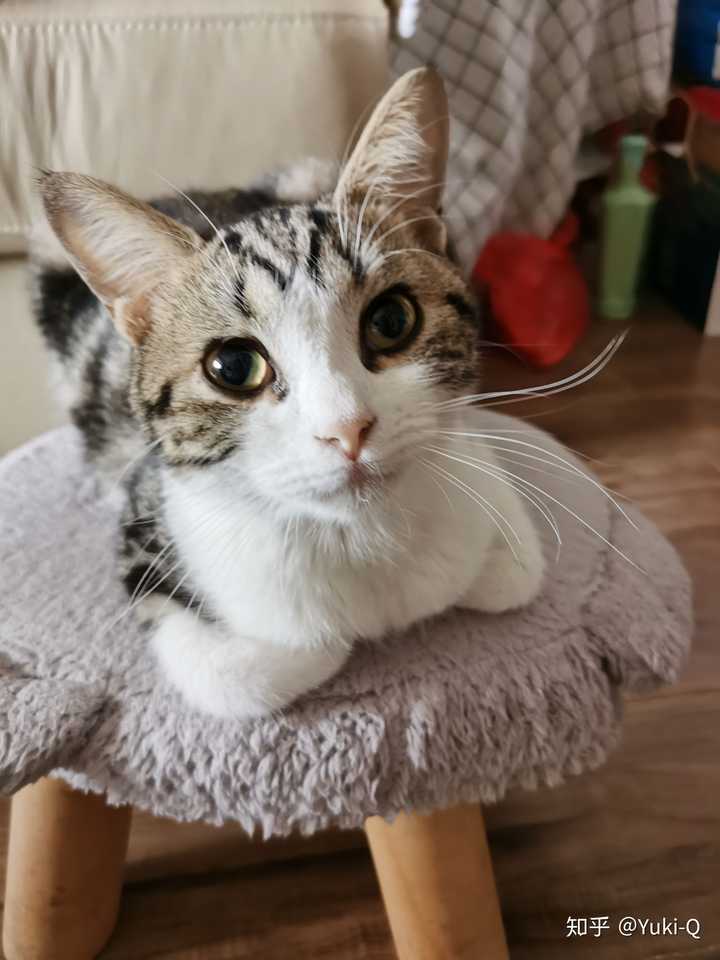 猫传腹的早期症状及治疗是什么 知乎 猫传腹的早期症状及治疗是什么 知乎