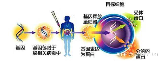 基因缺陷引起的疾病能够被治愈吗？