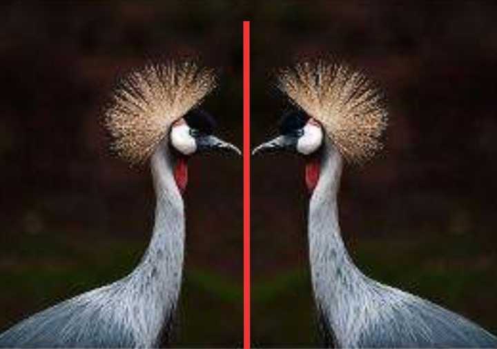 左右镜像颠倒而上下镜像没有颠倒的根本原因是什么