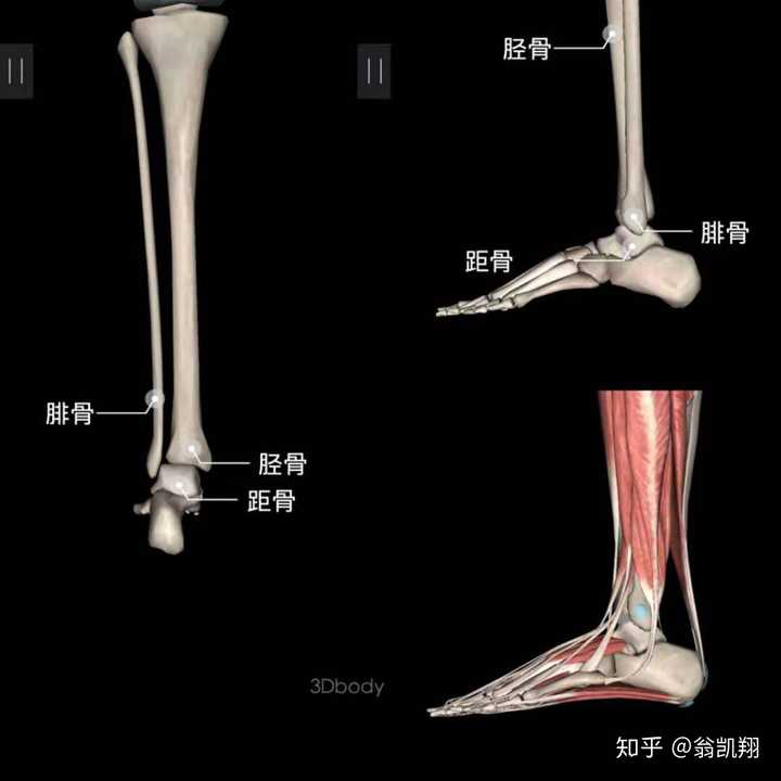 脚踝骨折怎么做才能恢复的快 知乎