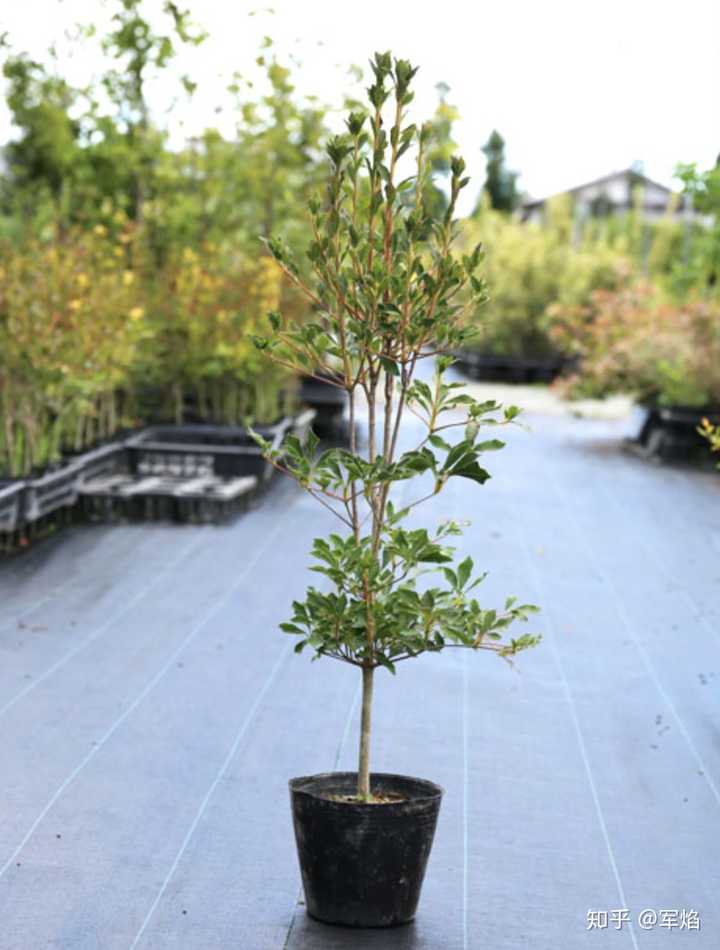 日本灯台踟蹰常见销售状态-1