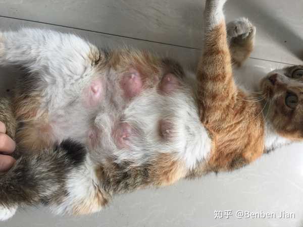 benben jian 的想法 流浪猫 乳房硬硬的,这是怀孕中还是产后