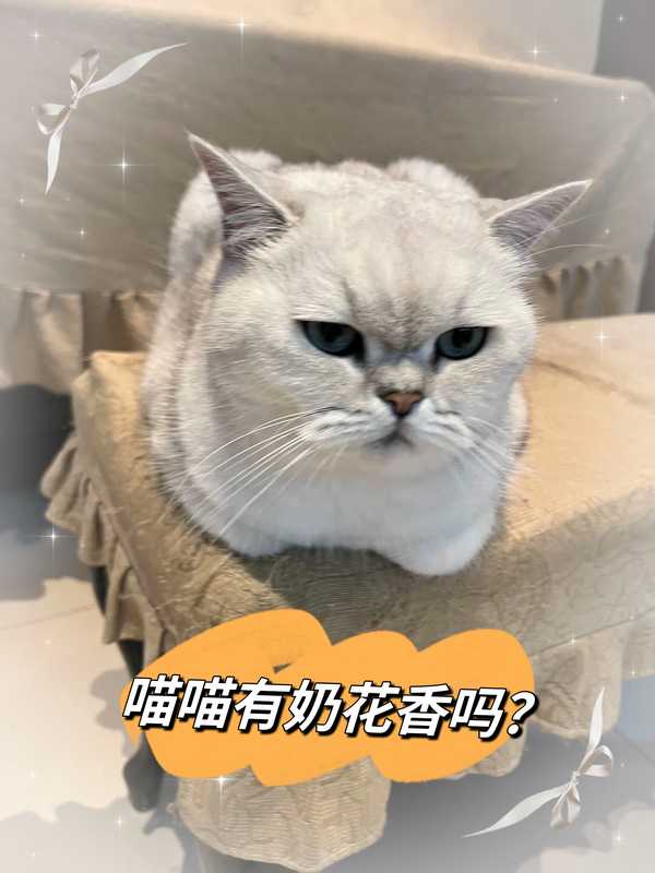 你家小猫咪身上闻起来是什么味道？