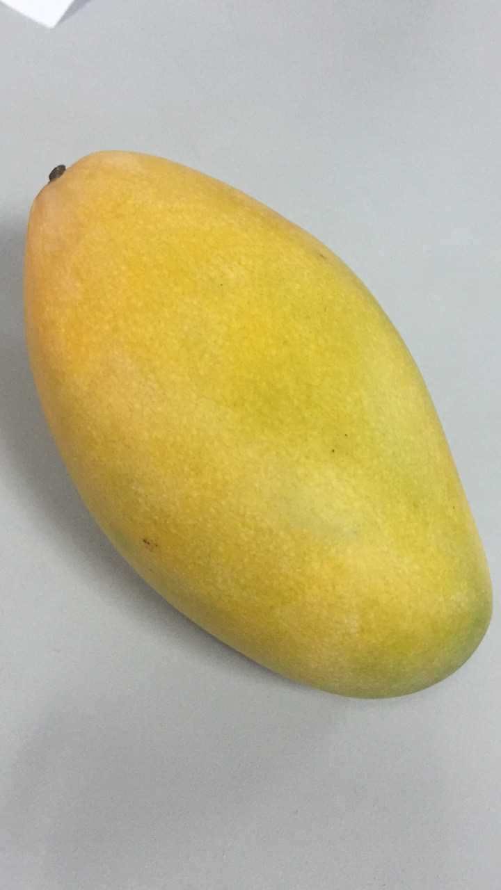 刚才男朋友给我一个芒果,说是师兄给他的,没舍得吃,给我了.