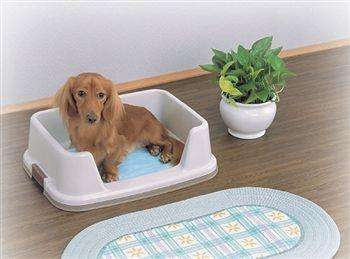 怎么教狗狗去厕所拉屎?