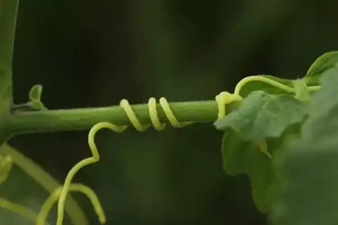 中国科学院昆明植物研究所 知乎