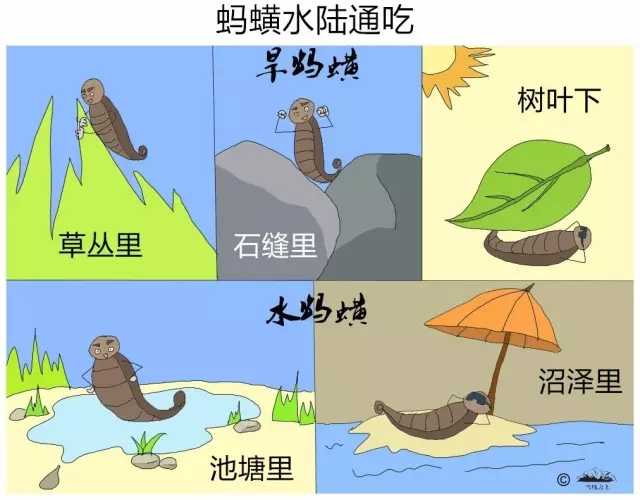 在森林或者水里光脚走路的时候,遇到水蛭(蚂蟥)怎么办?