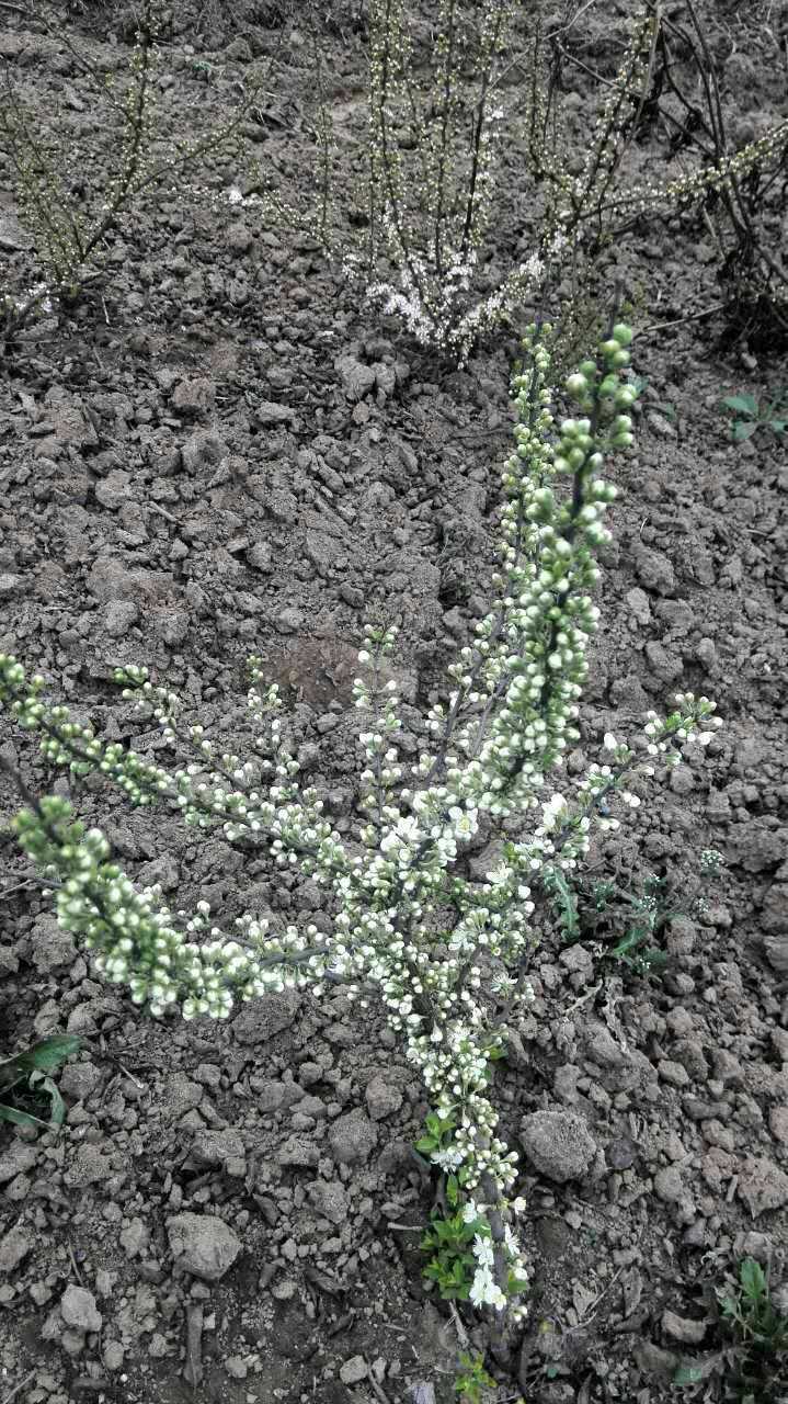 谁知道钙果,开花很美