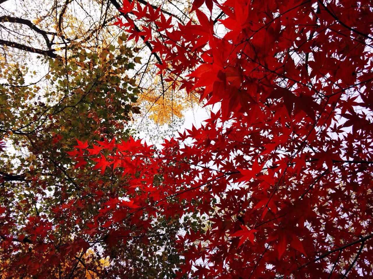 最难忘霜天红叶