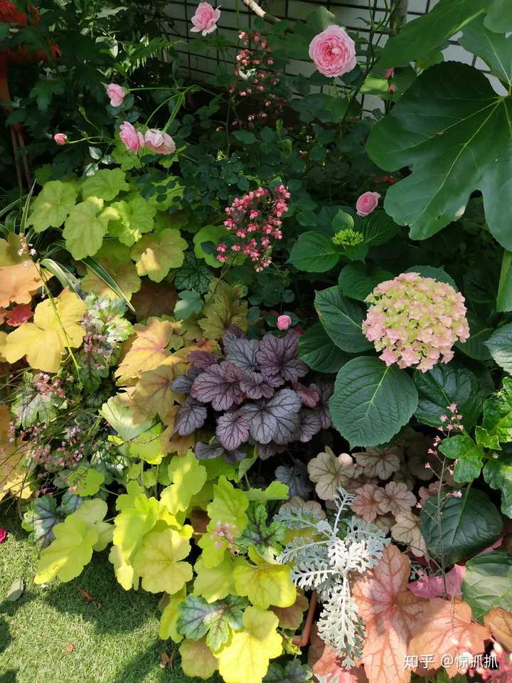 有哪些漂亮好养的多年生花卉植物 知乎 有哪些漂亮好养的多年生花卉植物 知乎