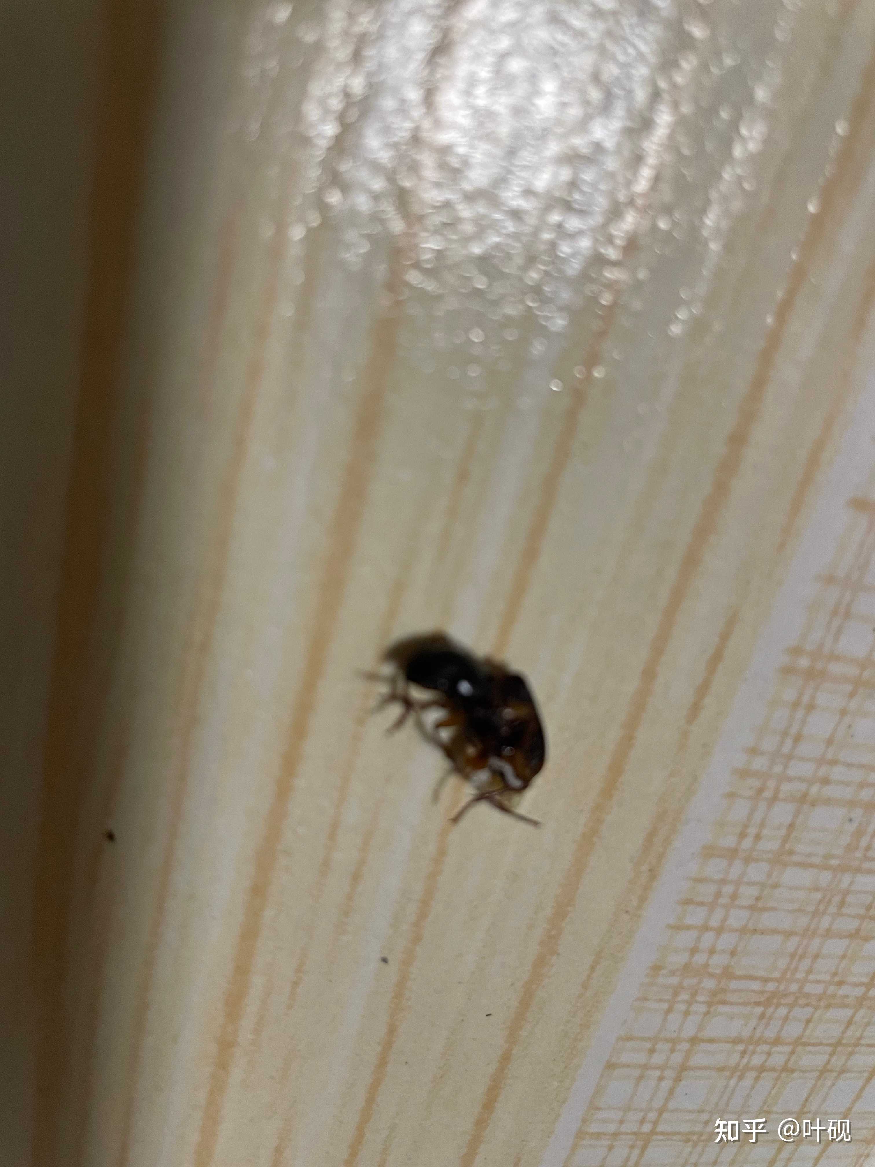 夏日毒虫咬伤指南# - 知乎