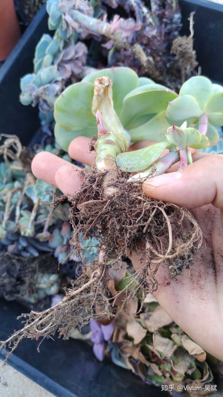 求助,麻烦看看我的多肉是什么问题?