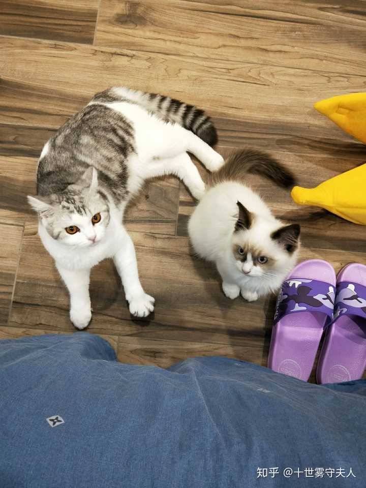 你后悔养布偶猫吗?