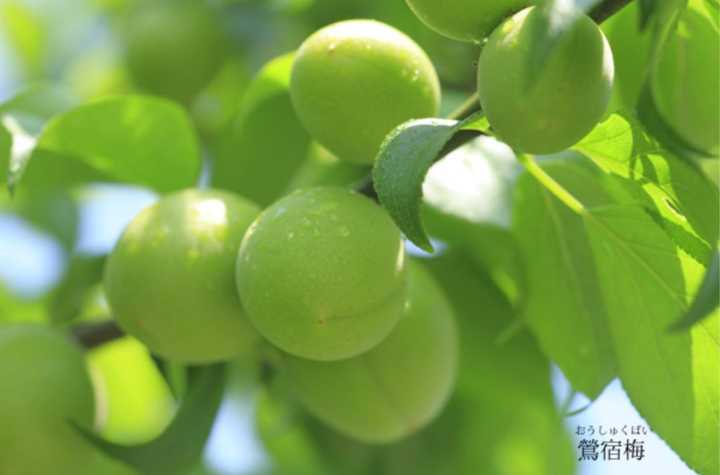 市面上可以买到好喝的梅酒有哪些 知乎