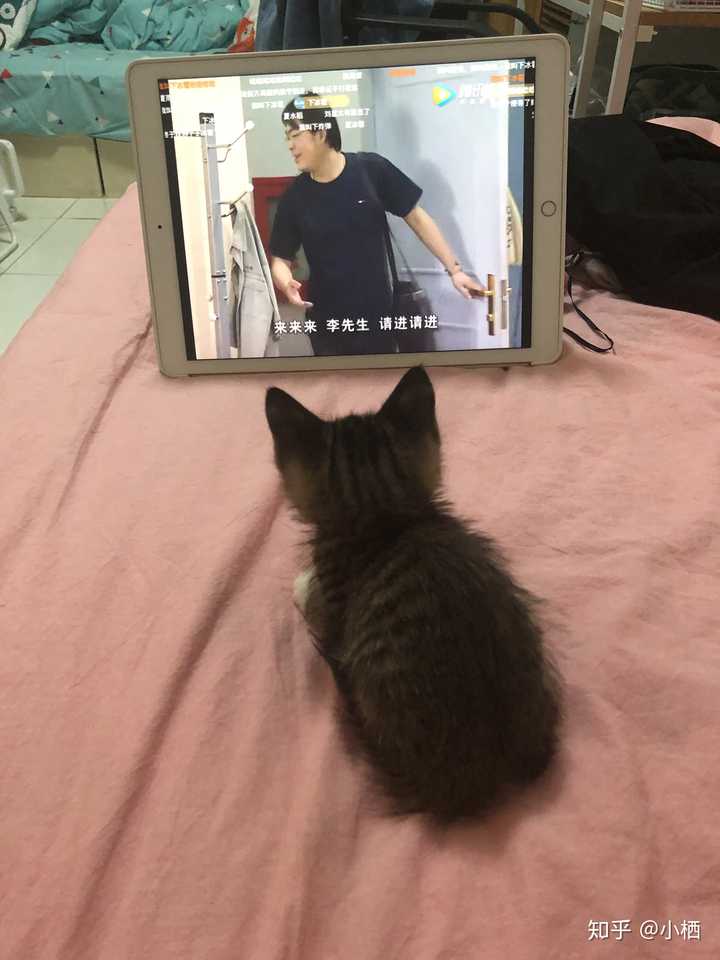 打了猫咪猫咪会记仇么 知乎 打了猫咪猫咪会记仇么 知乎
