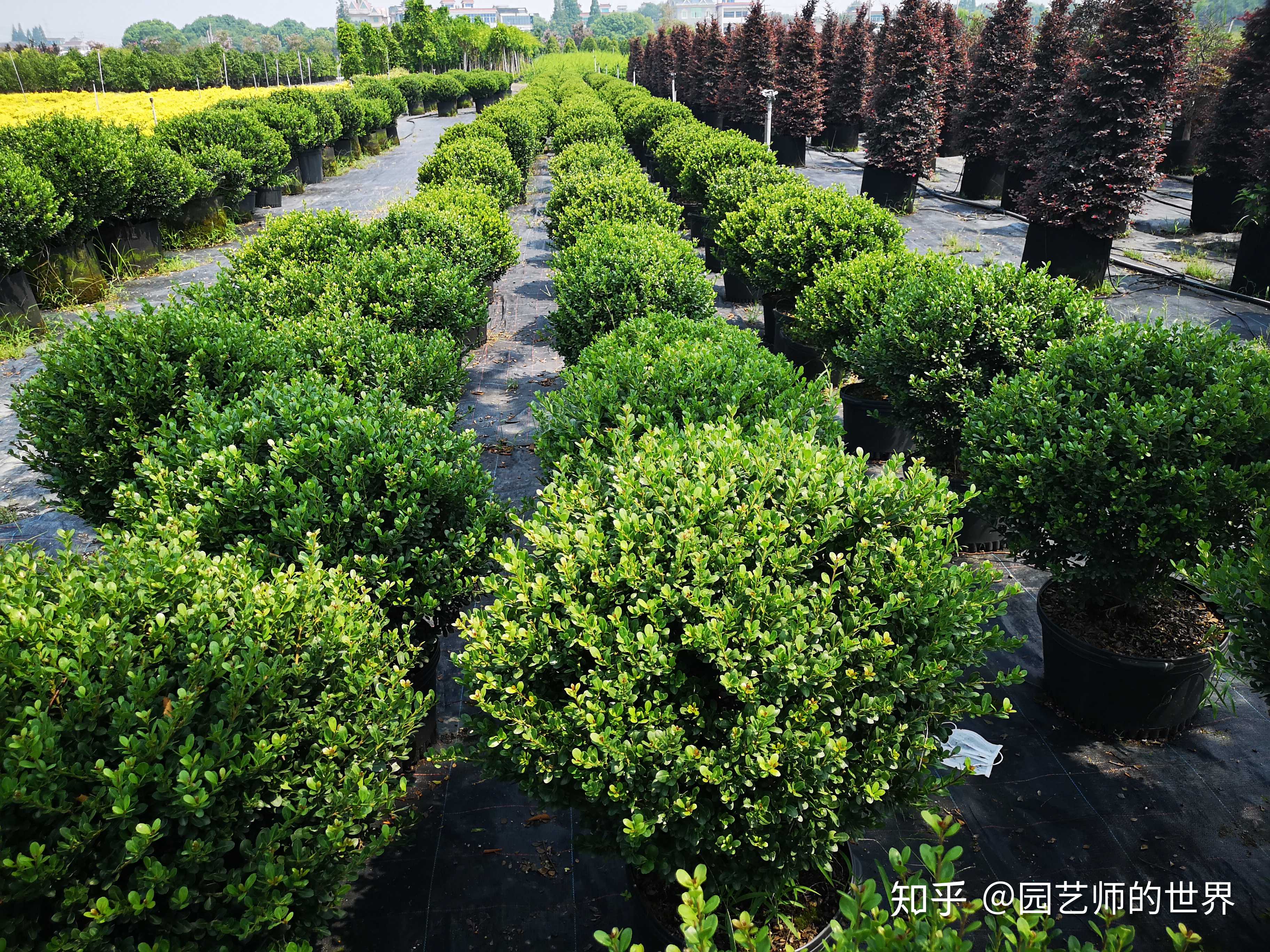 无锡园艺苗圃基地图片