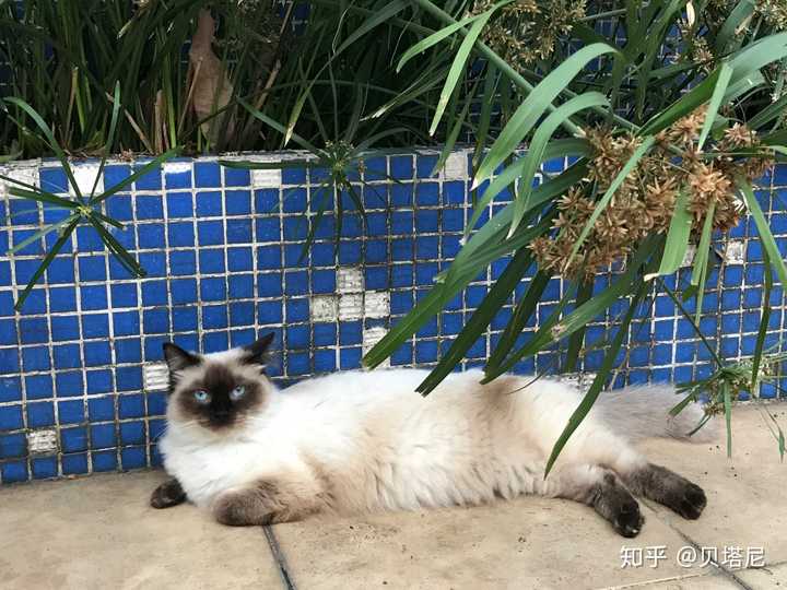 蓝色眼睛的中华田园猫图片