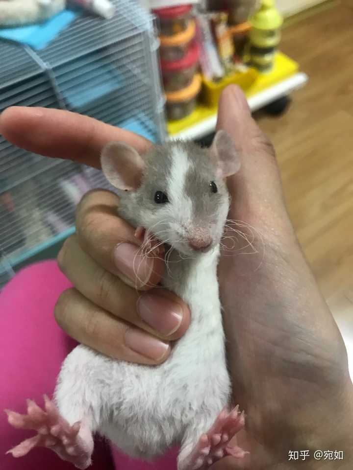 花枝鼠小时候